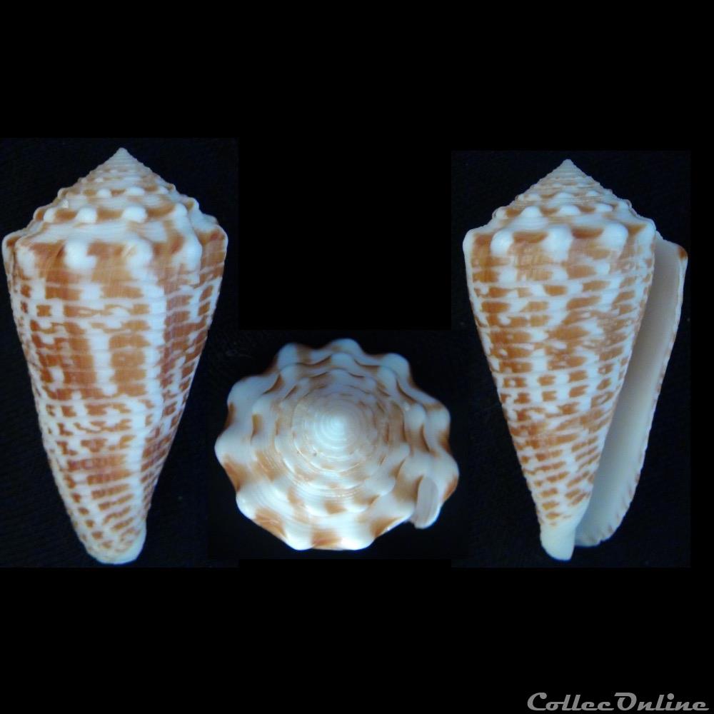 coquillage fossile gastropodum asprella sulcocastanea kosuge 1981