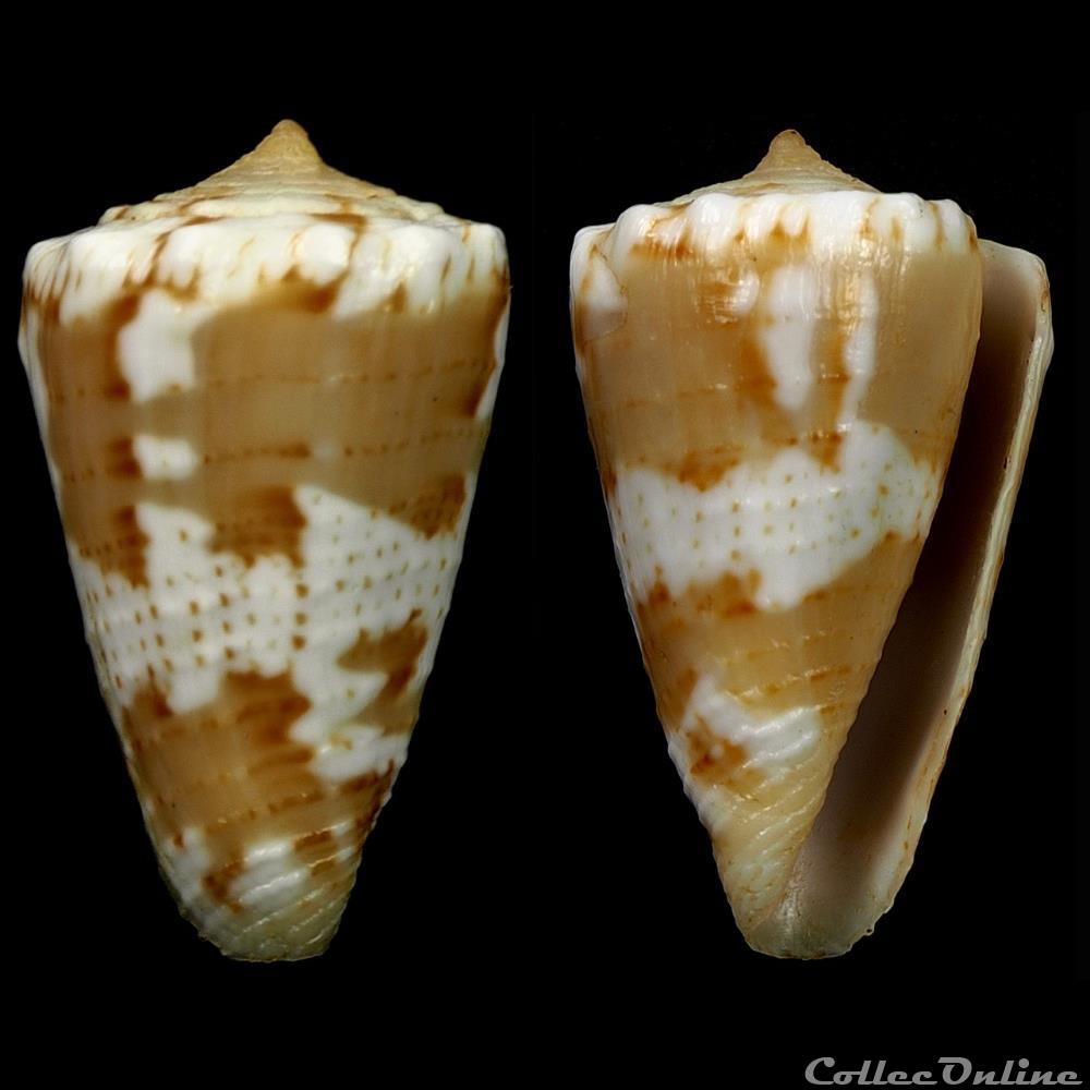 Dauciconus (Purpuriconus) magellanicus (Hwass, 1792) coquillage fossile gastropodum dauciconus purpuriconus magellanicus hwass 1792