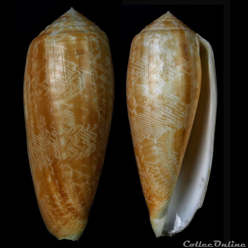 Textila (Textila) vicweei (Old, 1973) coquillage fossile gastropodum textila textila vicweei old 1973