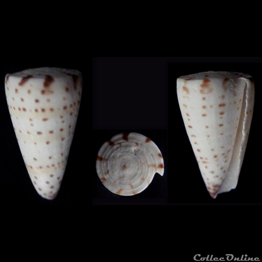 Elisaconus litteratus (Linnaeus, 1758) coquillage fossile gastropodum elisaconus litteratus linnaeus 1758
