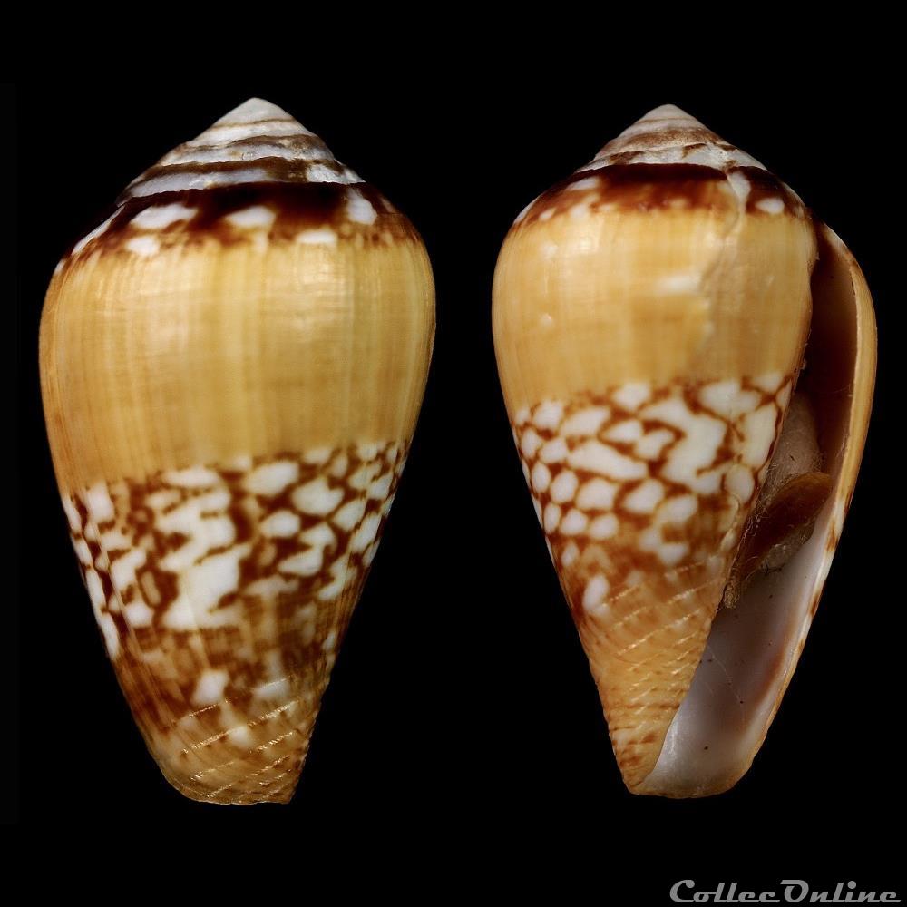 Lautoconus (Lautoconus) belairensis (Pin & Leung Tack, 1989) coquillage fossile gastropodum lautoconus lautoconus belairensis pin leung tack 1989