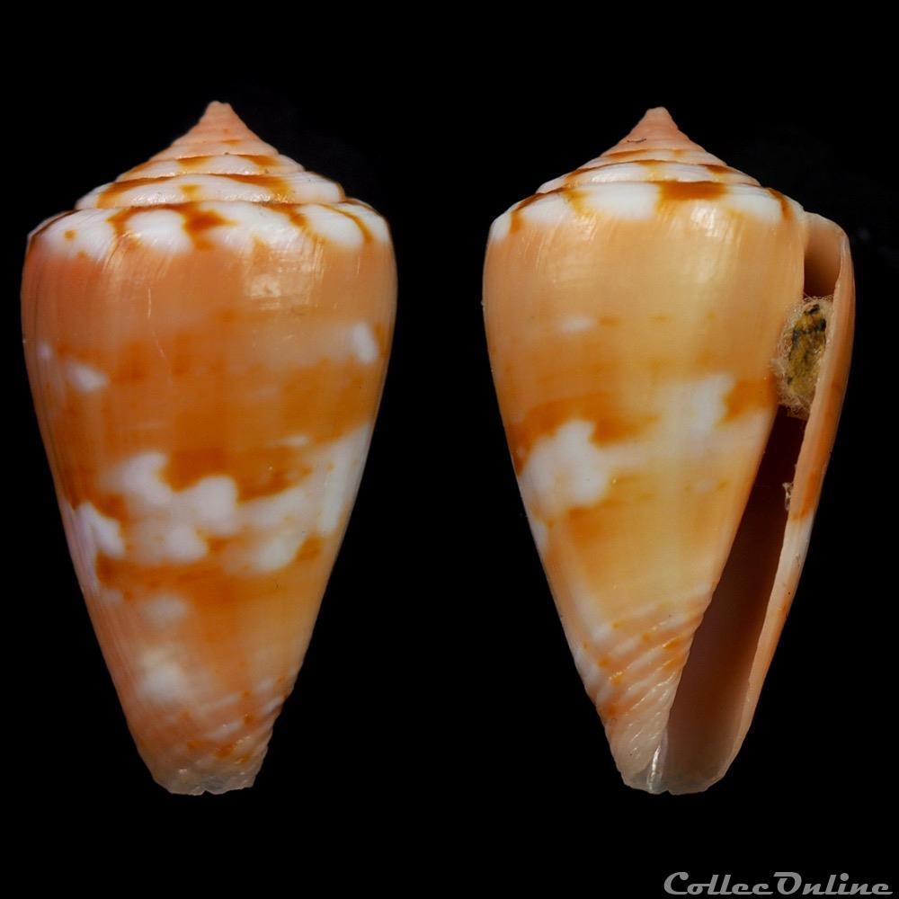 Dauciconus (Purpuriconus) mariaodeteae (Petuch & Myers, 2014) coquillage fossile gastropodum dauciconus purpuriconus mariaodeteae petuch myers 2014