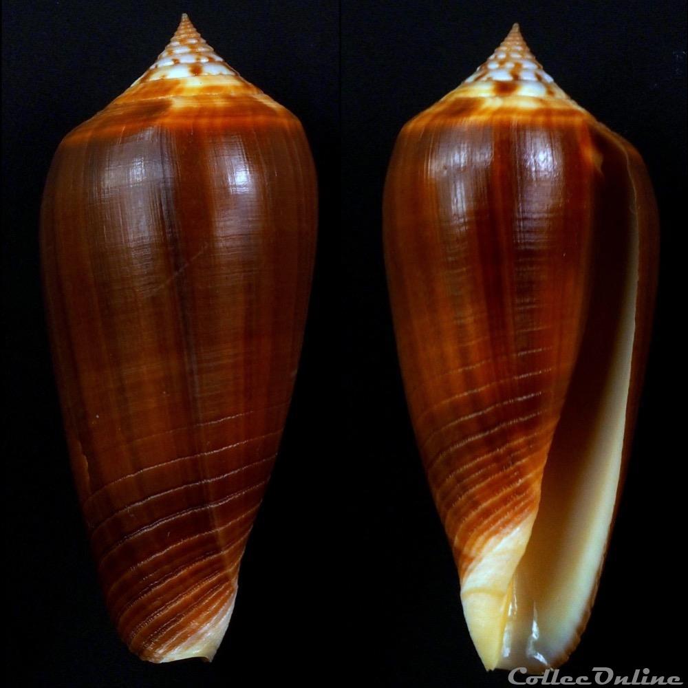 Phasmoconus (Phasmoconus) tmetus (Tomlin, 1937) coquillage fossile gastropodum phasmoconus phasmoconus tmetus tomlin 1937