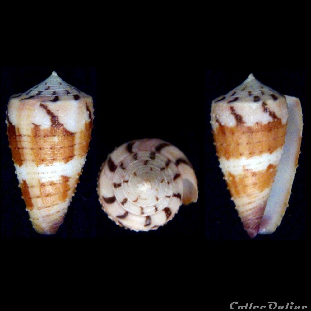Strategoconus (Vituliconus) circumactus (Iredale, 1929) coquillage fossile gastropodum strategoconus vituliconus circumactus iredale 1929