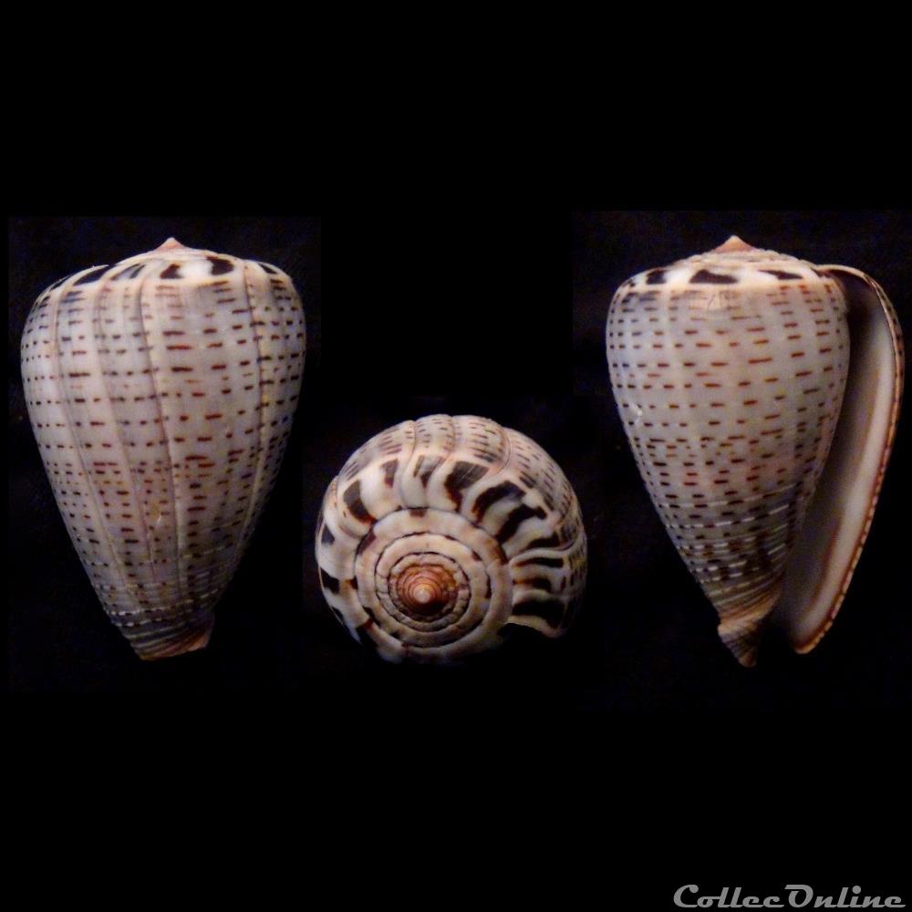 Dendroconus glaucus (Linnaeus, 1758) coquillage fossile gastropodum dendroconus glaucus linnaeus 1758
