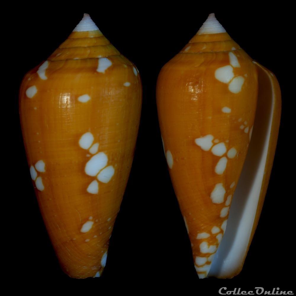 Darioconus crocatus (Lamarck, 1810) coquillage fossile gastropodum darioconus crocatus lamarck 1810