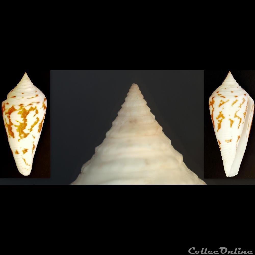 Embrikena pergrandis (Iredale, 1937) coquillage fossile gastropodum embrikena pergrandis iredale 1937