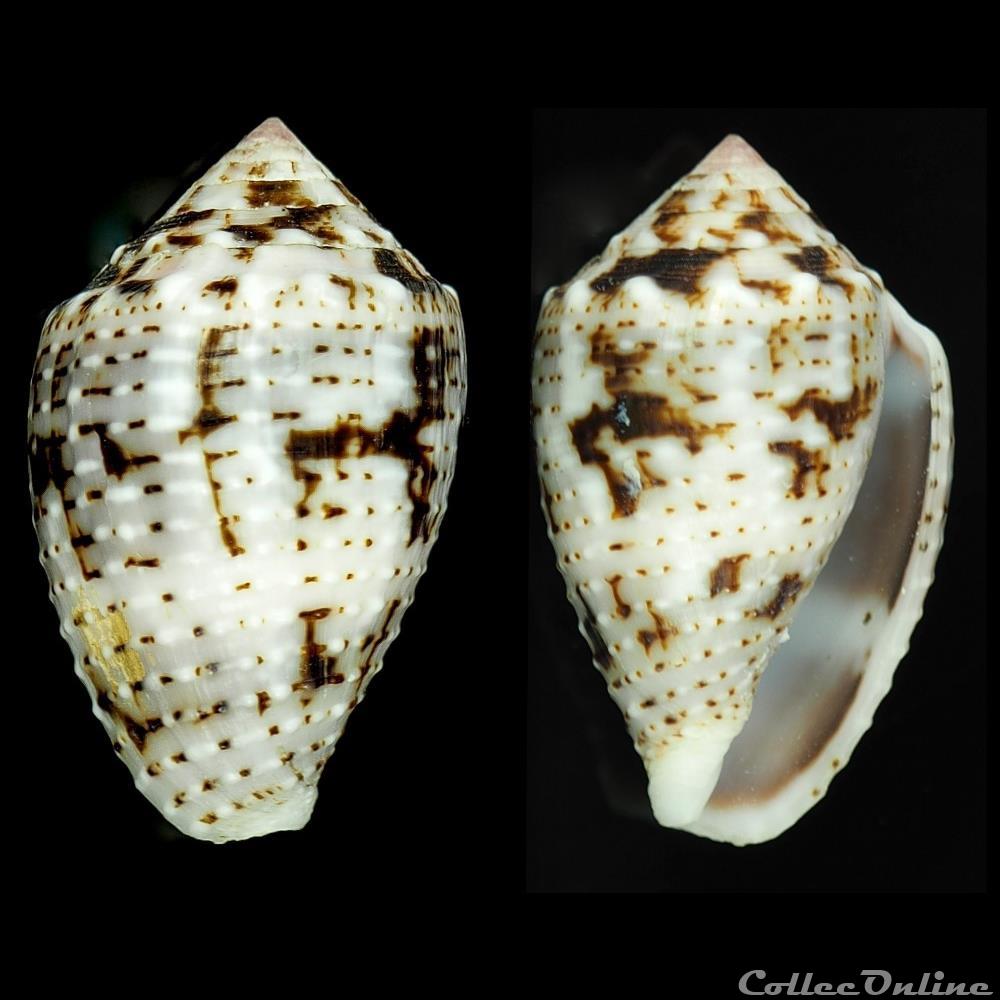Virroconus aristophanes (Sowerby II, 1857) coquillage fossile gastropodum virroconus aristophanes sowerby ii 1857