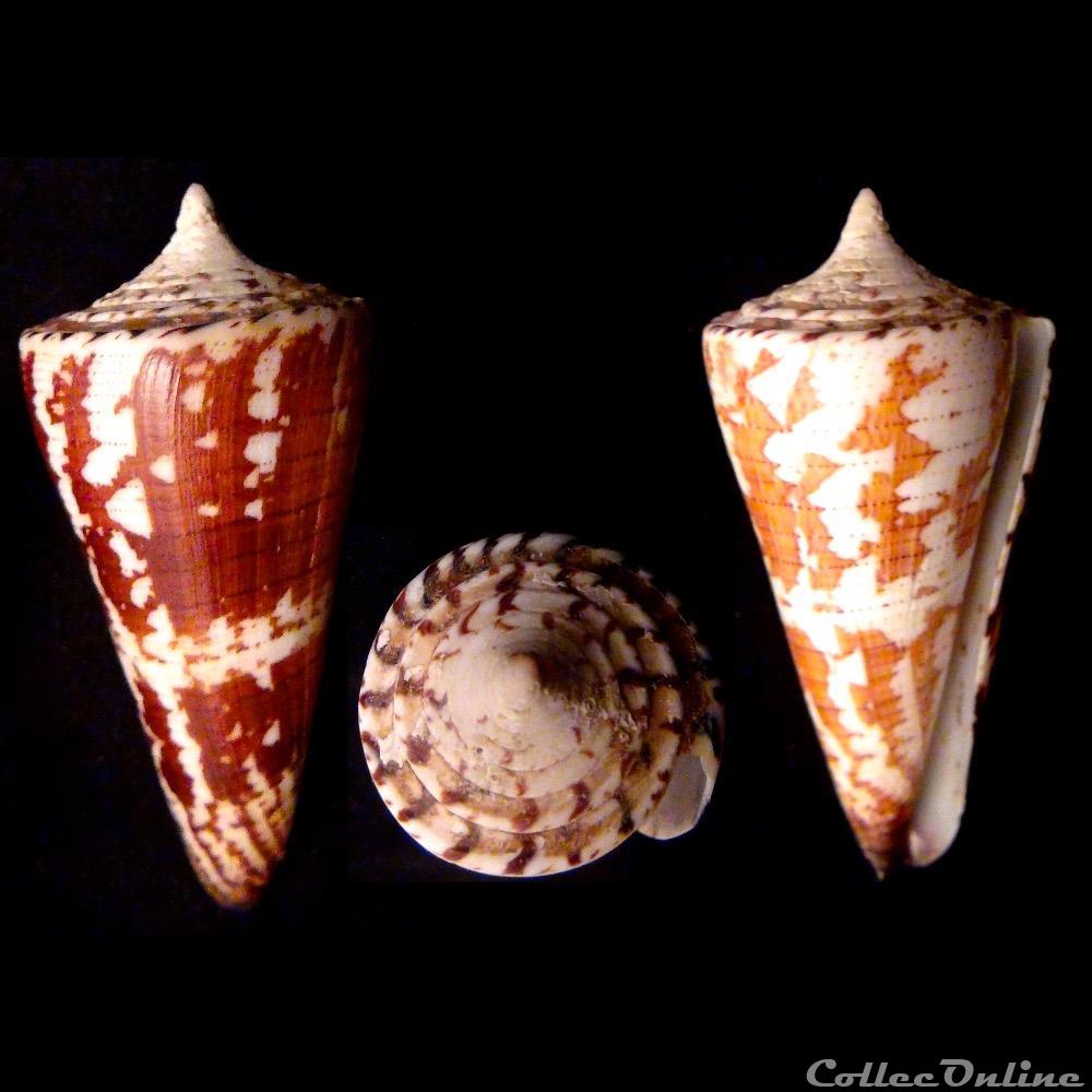 Strategoconus (Strategoconus) maldivus (Hwass, 1792) coquillage fossile gastropodum strategoconus strategoconus maldivus hwass 1792