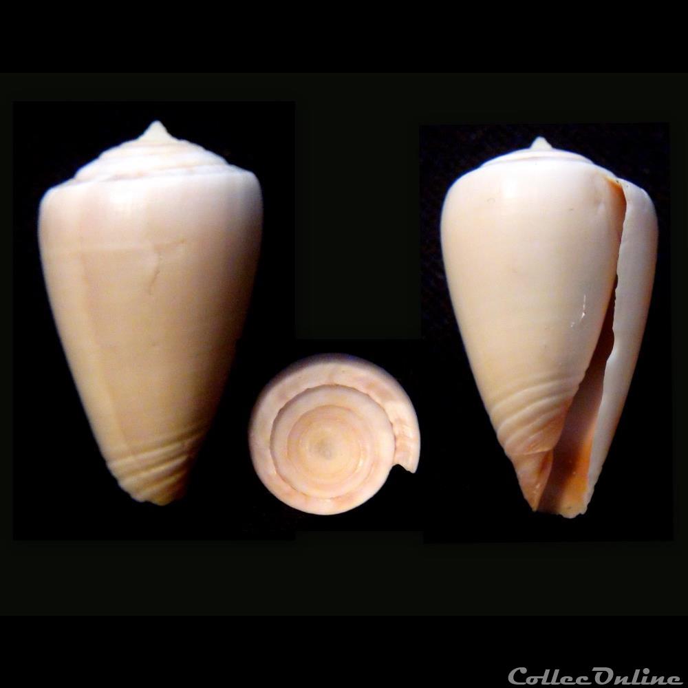 Kalloconus (Kalloconus) trochulus (Reeve, 1844) coquillage fossile gastropodum kalloconus kalloconus trochulus reeve 1844