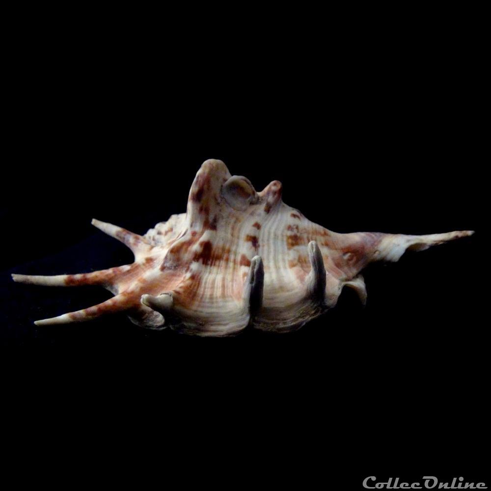 coquillage fossile gastropodum lambis lambis linnaeus 1758