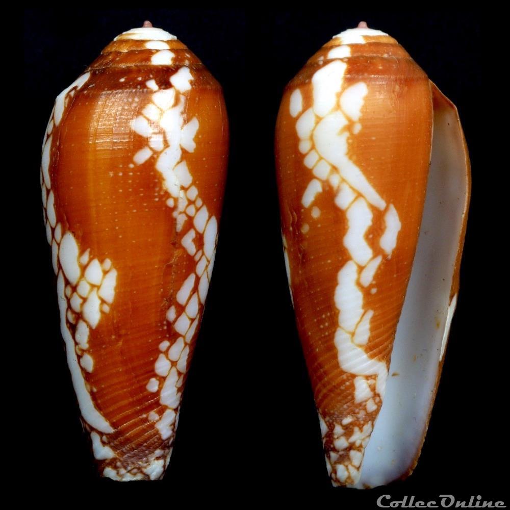 Darioconus episcopatus (da Motta, 1988) coquillage fossile gastropodum darioconus episcopatus da motta 1988