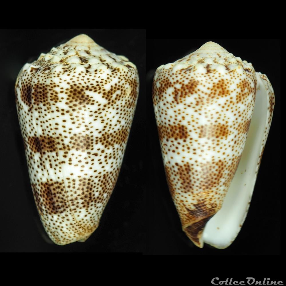 coquillage fossile gastropodum puncticulis arenatus aequipunctatus dautzenberg 1937