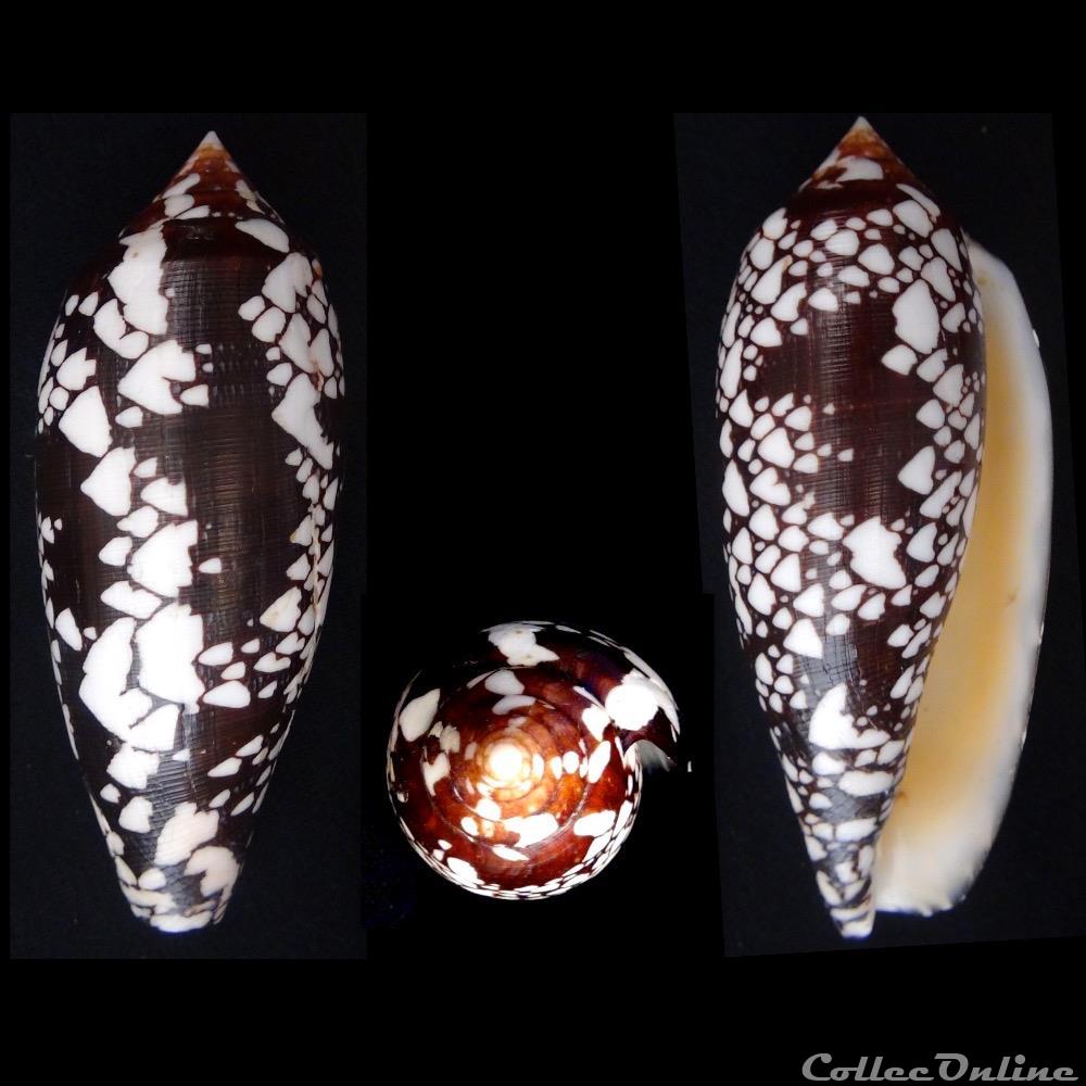 Darioconus aulicus (Linnaeus, 1758) coquillage fossile gastropodum darioconus aulicus linnaeus 1758