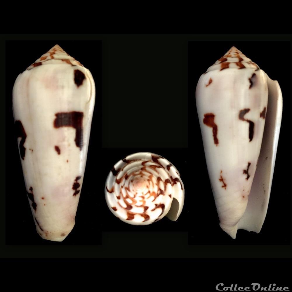 Pionoconus gubernator (Hwass in Bruguière, 1792) coquillage fossile gastropodum pionoconus gubernator hwass in bruguiere 1792