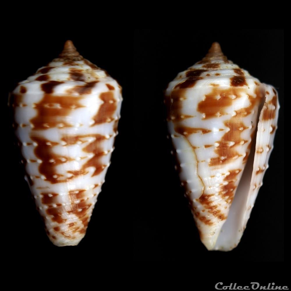Ximeniconus (Globiconus) baccatus (Sowerby III, 1877) coquillage fossile gastropodum ximeniconus globiconus baccatus sowerby iii 1877