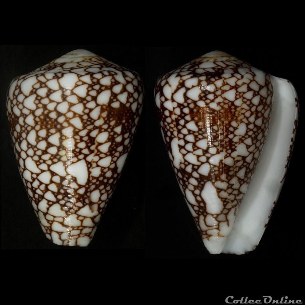 Darioconus racemosus (Sowerby III, 1874) coquillage fossile gastropodum darioconus racemosus sowerby iii 1874