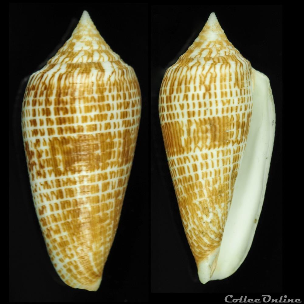 Phasmoconus (Phasmoconus) armadillo (Shikama, 1971) coquillage fossile gastropodum phasmoconus phasmoconus armadillo shikama 1971