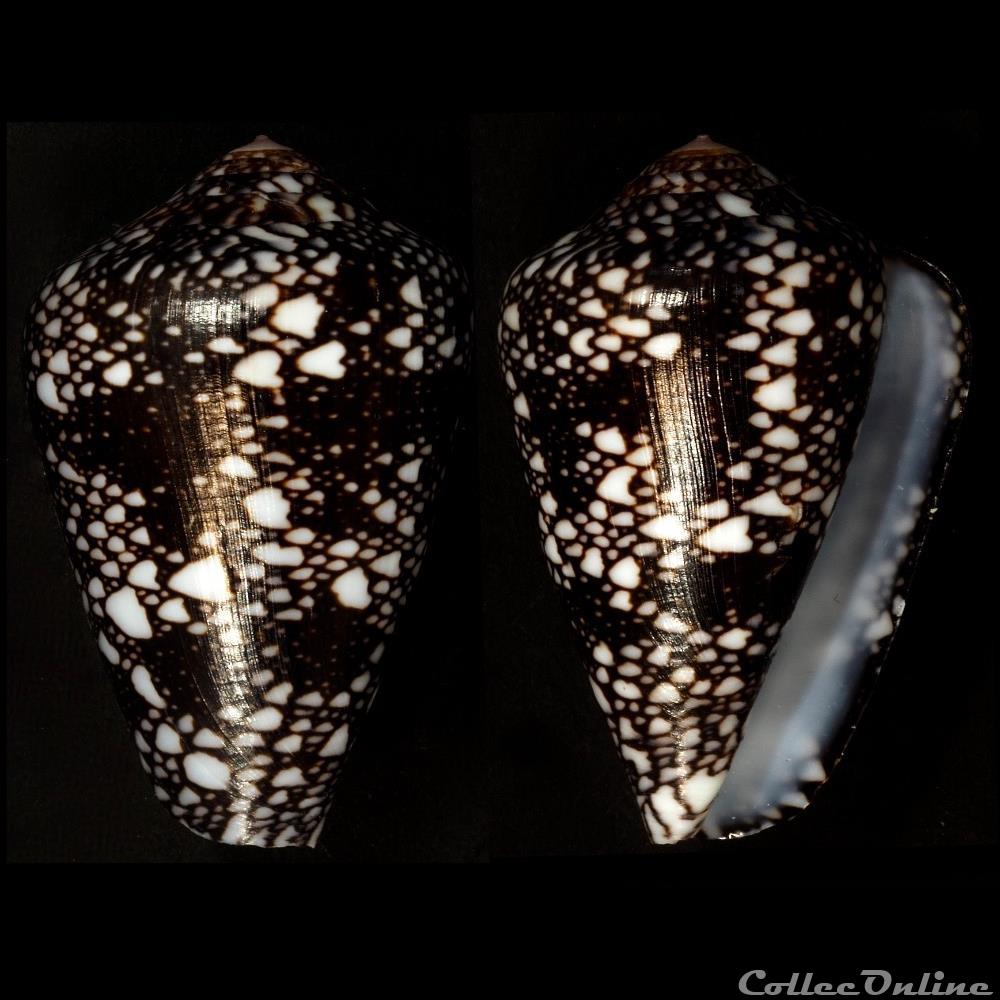 Darioconus racemosus (Sowerby III, 1874) coquillage fossile gastropodum darioconus racemosus sowerby iii 1874