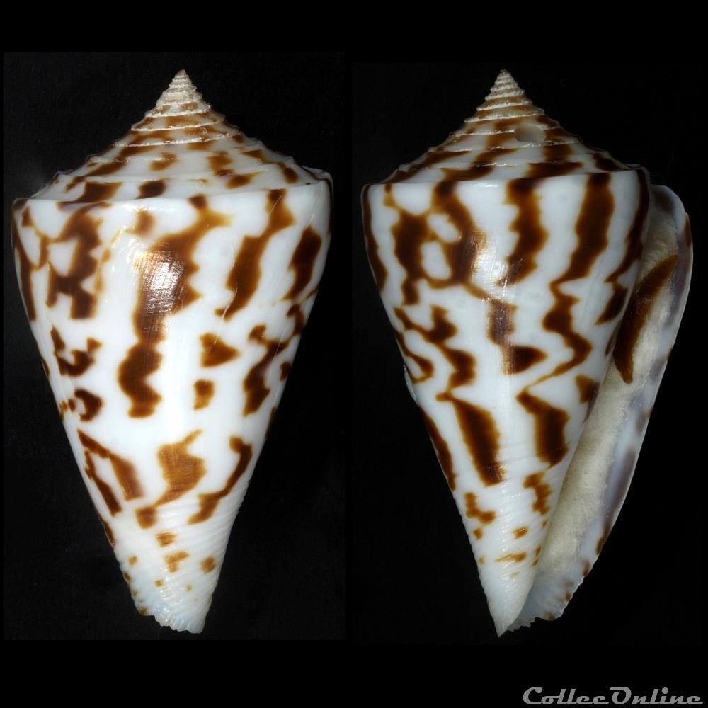 Dauciconus (Dauciconus) recurvus (Broderip, 1833) coquillage fossile gastropodum dauciconus dauciconus recurvus broderip 1833