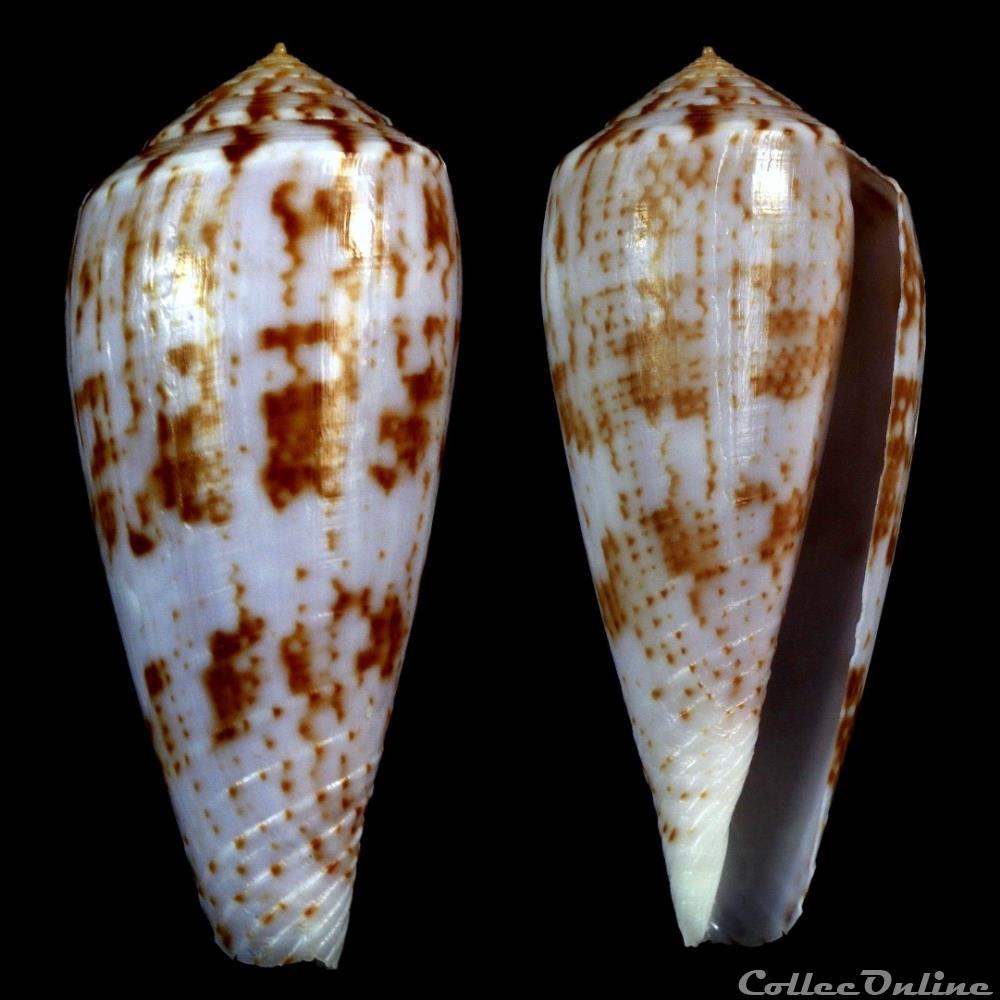 Textilia (Afonsoconus) kinoshitai (Kuroda, 1956) coquillage fossile gastropodum textilia afonsoconus kinoshitai kuroda 1956