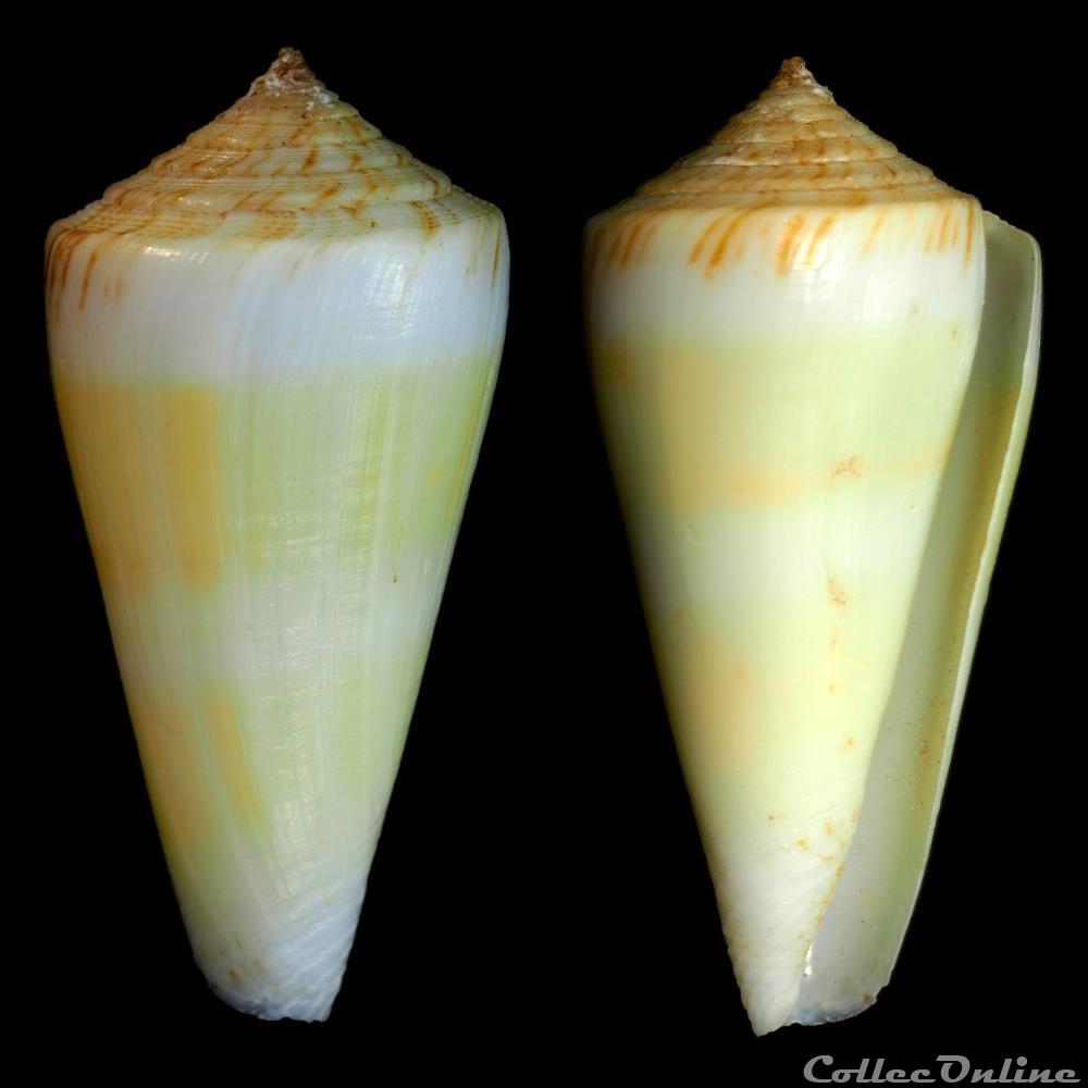 Kioconus (Kioconus) alconnelli (da Motta, 1986) coquillage fossile gastropodum kioconus kioconus alconnelli da motta 1986