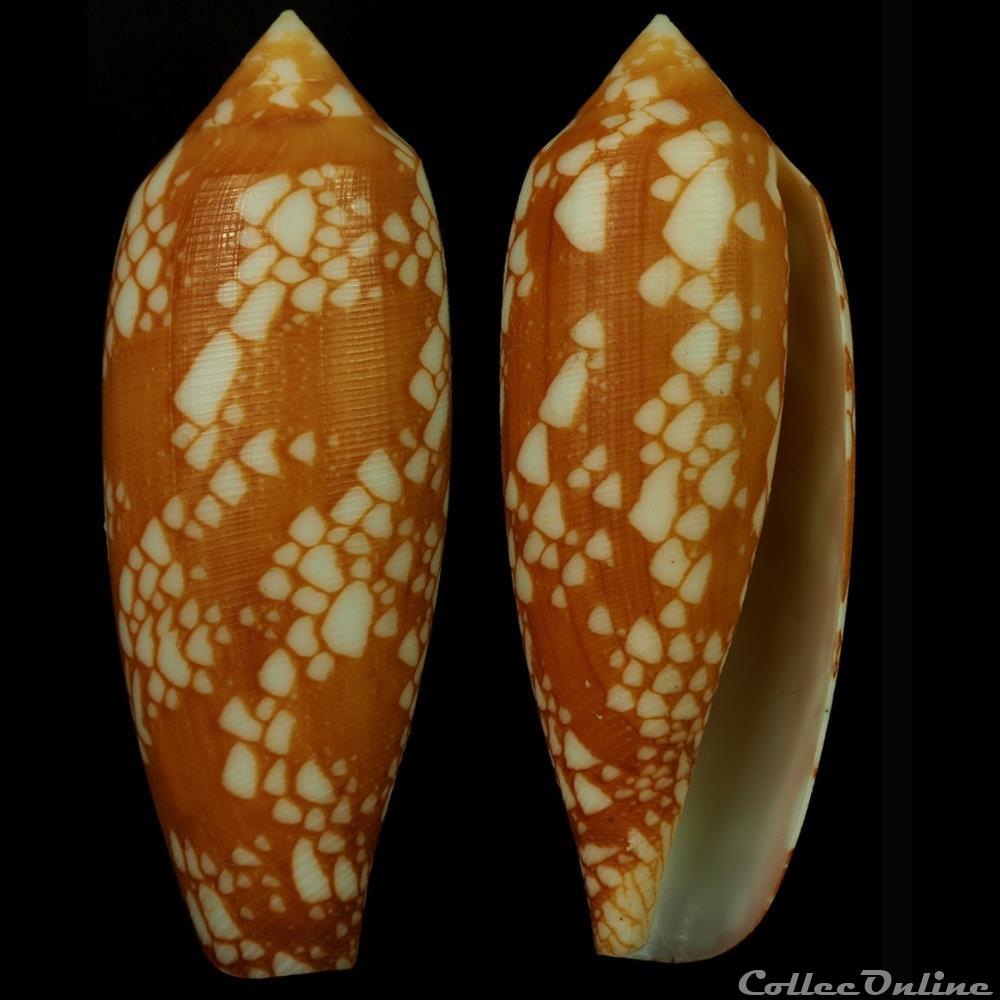 coquillage fossile gastropodum darioconus aulicus f aurantia linnaeus 1758
