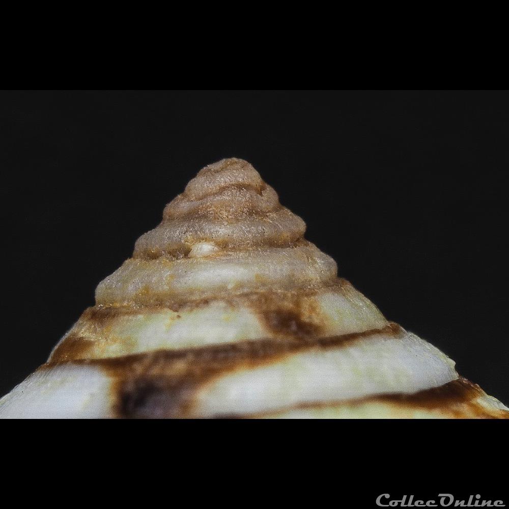 Lautoconus (Lautoconus) mercator (Linnaeus, 1758) coquillage fossile gastropodum lautoconus lautoconus mercator linnaeus 1758