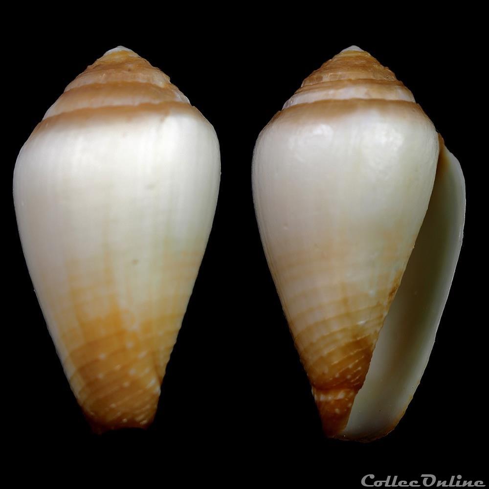 Californiconus californicus (Reeve, 1844) coquillage fossile gastropodum californiconus californicus reeve 1844