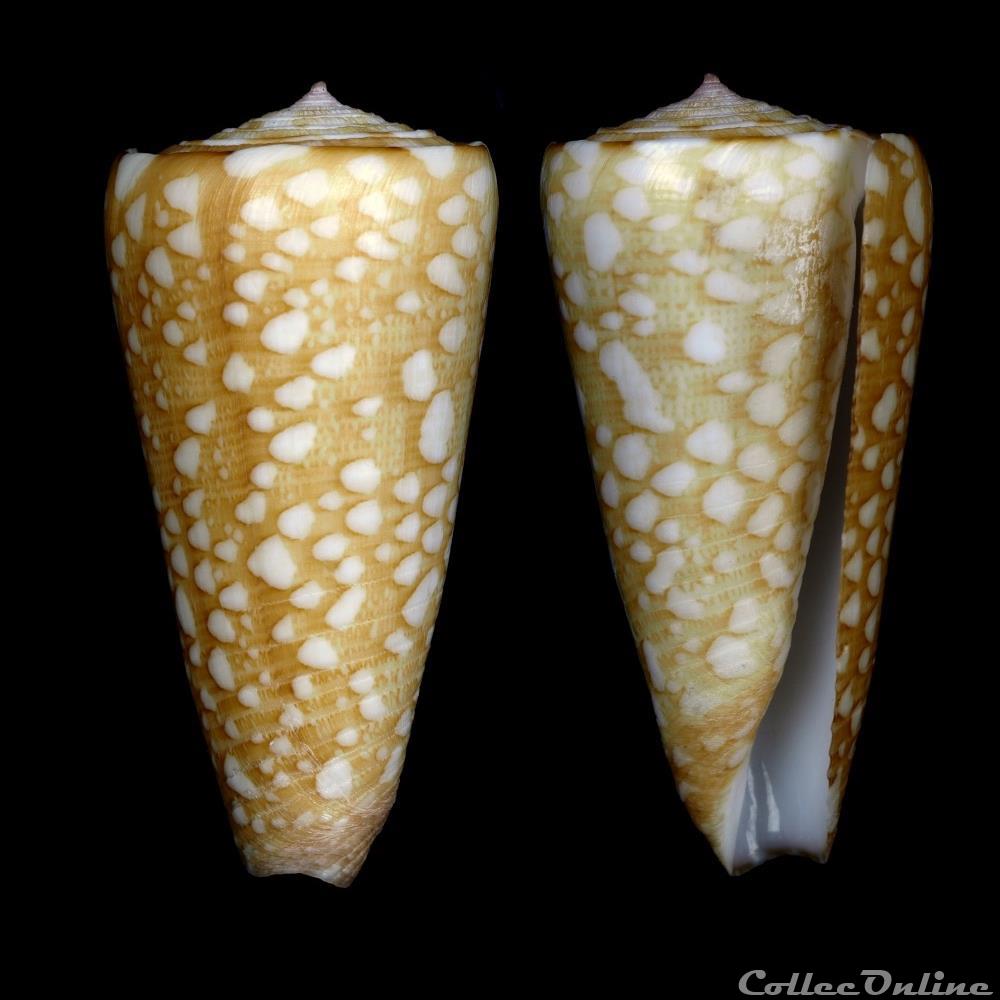 Eugeniconus victor f. abbai (Poppe & Tagaro, 2011) coquillage fossile gastropodum eugeniconus victor f abbai poppe tagaro 2011