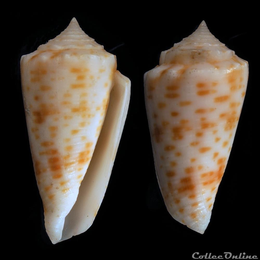 Phasmoconus (Fulgiconus) alexandrei Limpalaër & Monnier, 2012 coquillage fossile gastropodum phasmoconus fulgiconus alexandrei limpalaer monnier 2012