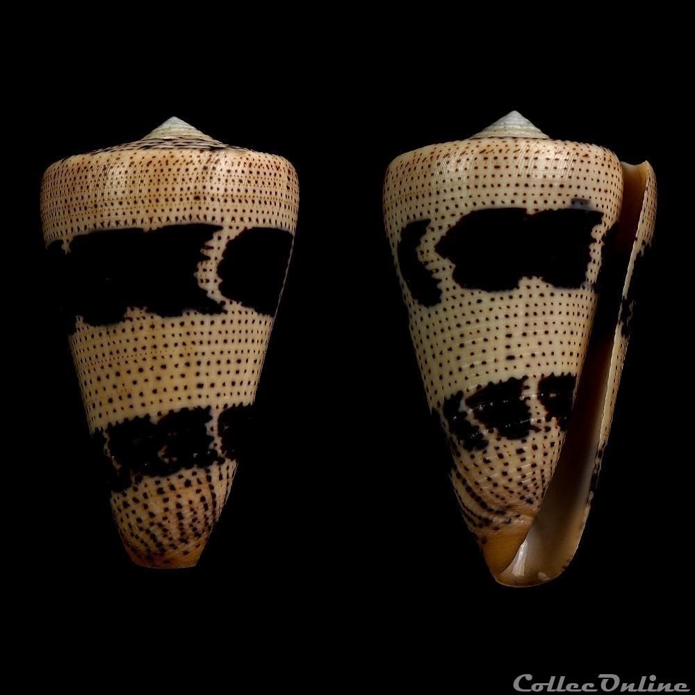 Strategoconus (Rolaniconus) augur (Ligthfoot, 1786) coquillage fossile gastropodum strategoconus rolaniconus augur ligthfoot 1786