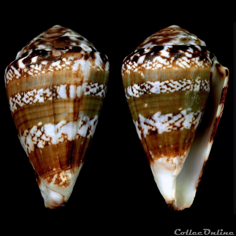 coquillage fossile gastropodum lautoconus africonus mordeirae rolan trova 1990