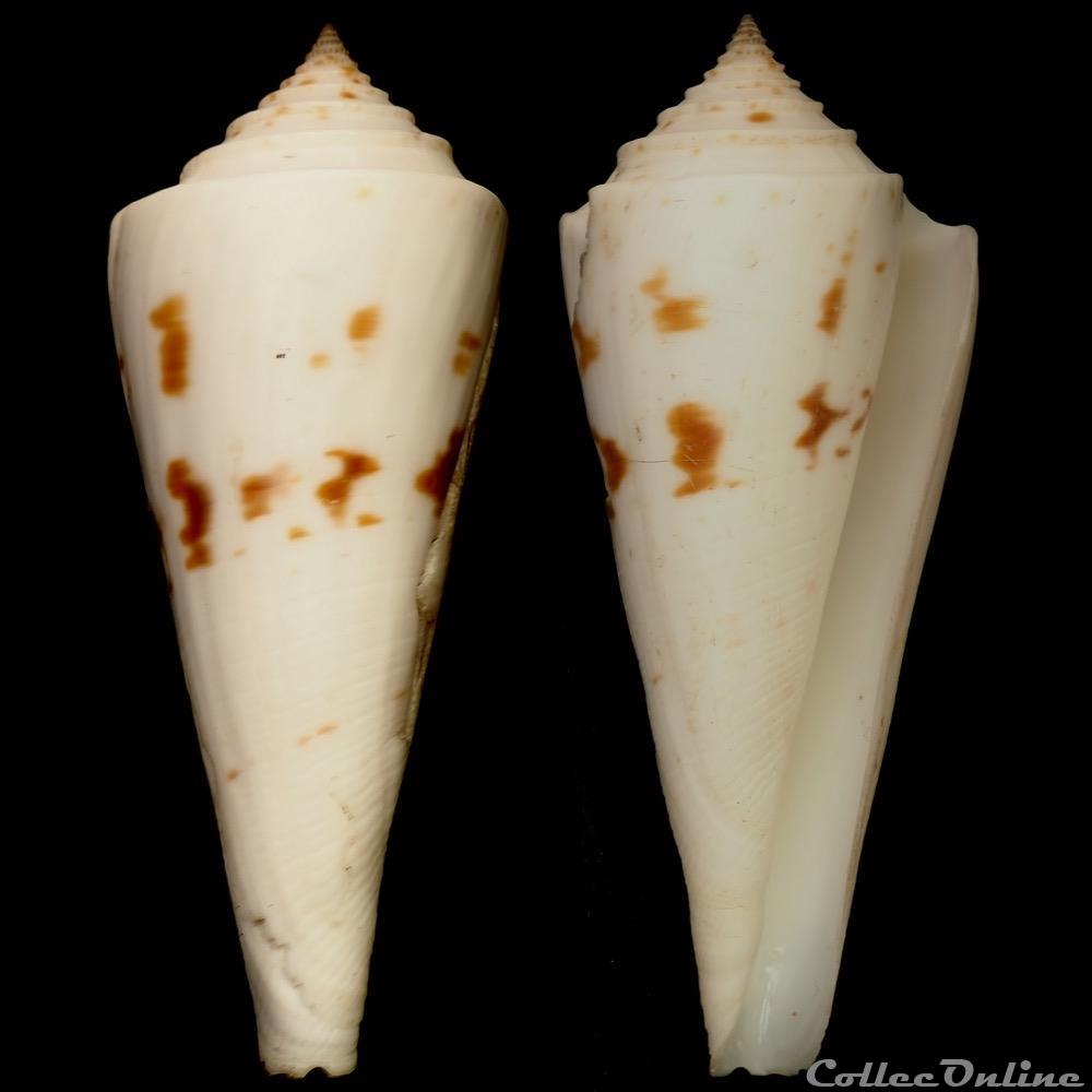 Endemoconus sieboldii (Reeve, 1848) coquillage fossile gastropodum endemoconus sieboldii reeve 1848