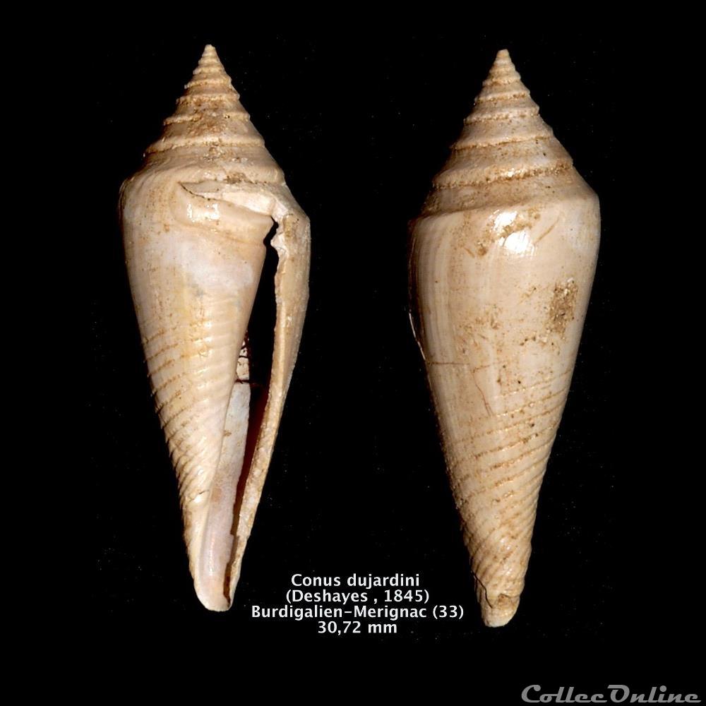 Conus dujardini (Deshayes, 1845) coquillage fossile invertebre conus dujardini deshayes 1845