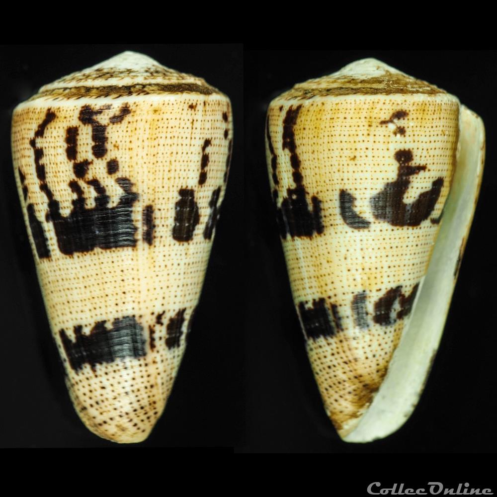 Strategoconus (Rolaniconus) augur (Ligthfoot, 1786) coquillage fossile gastropodum strategoconus rolaniconus augur ligthfoot 1786