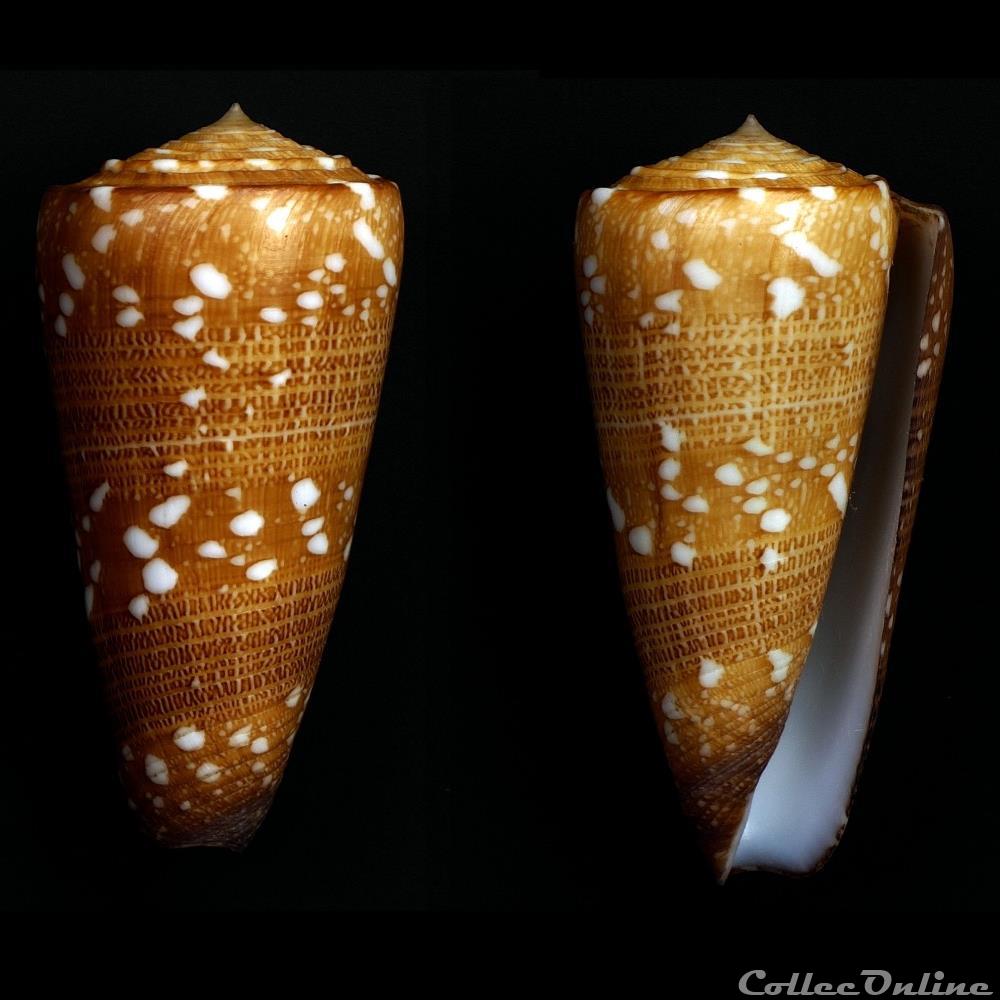 Eugeniconus victor victor (Broderip, 1842) coquillage fossile gastropodum eugeniconus victor victor broderip 1842