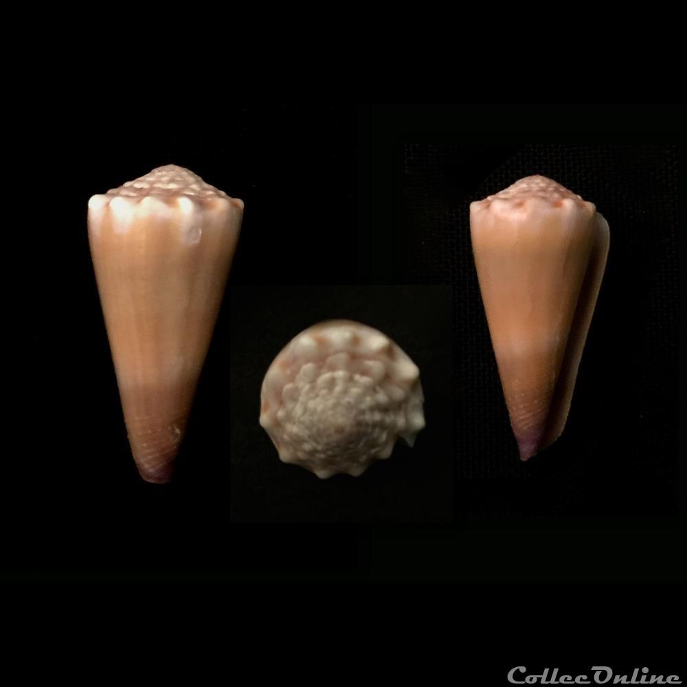 Virgiconus moreleti (Crosse, 1858) coquillage fossile gastropodum virgiconus moreleti crosse 1858
