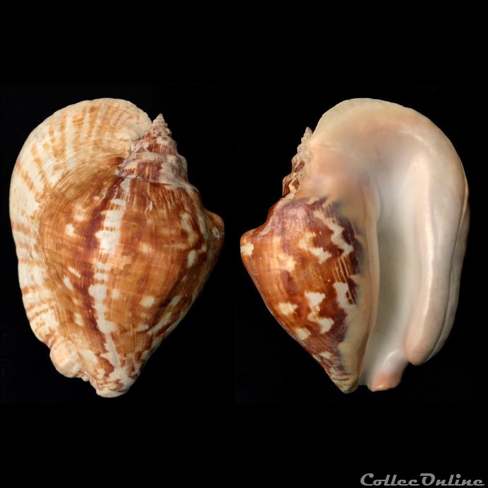 Sinustrombus latissimus (Linnaeus, 1758) coquillage fossile gastropodum sinustrombus latissimus linnaeus 1758