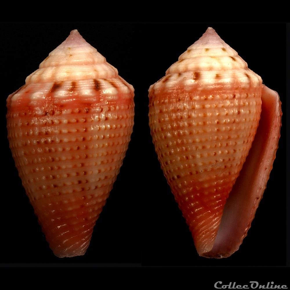 Strategoconus (Rolaniconus) axelrodi (Walls, 1978) coquillage fossile gastropodum strategoconus rolaniconus axelrodi walls 1978