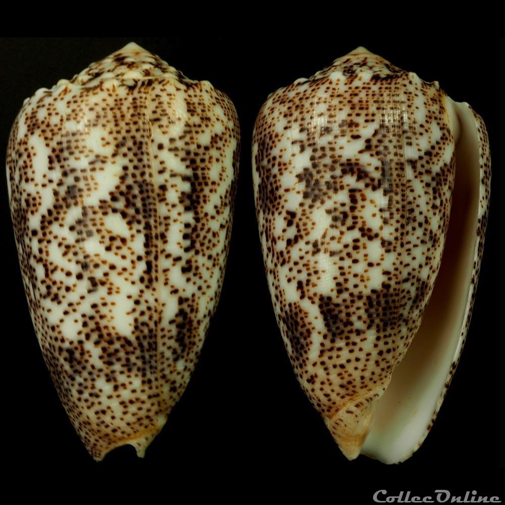 Puncticulis arenatus arenatus (Hwass in Bruguière, 1792) coquillage fossile gastropodum puncticulis arenatus arenatus hwass in bruguiere 1792