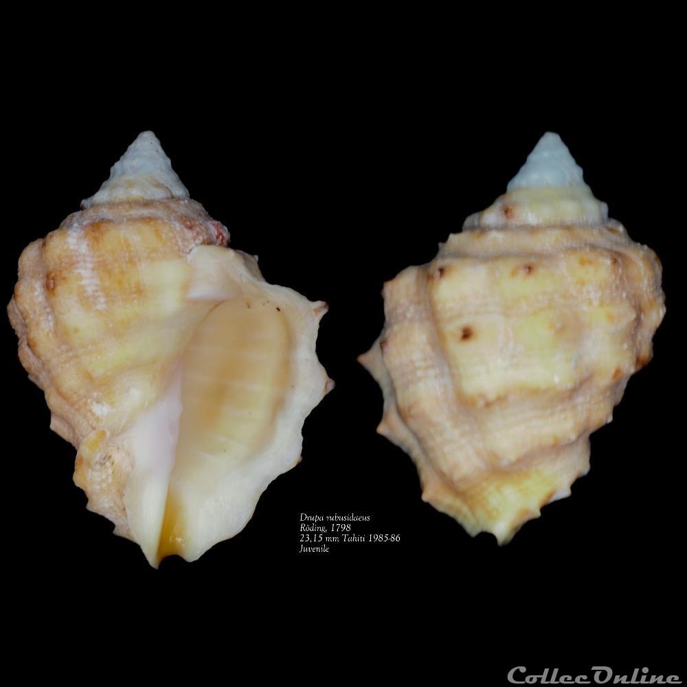 coquillage fossile gastropodum drupa rubusidaeus roding 1798