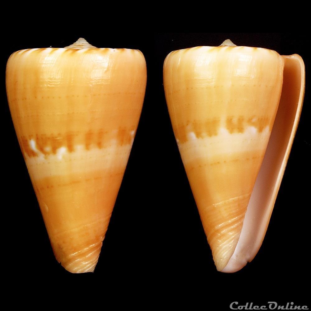Dauciconus (Dauciconus) norai (da Motta & Raybaudi Massilia, 1992) coquillage fossile gastropodum dauciconus dauciconus norai da motta raybaudi massilia 1992