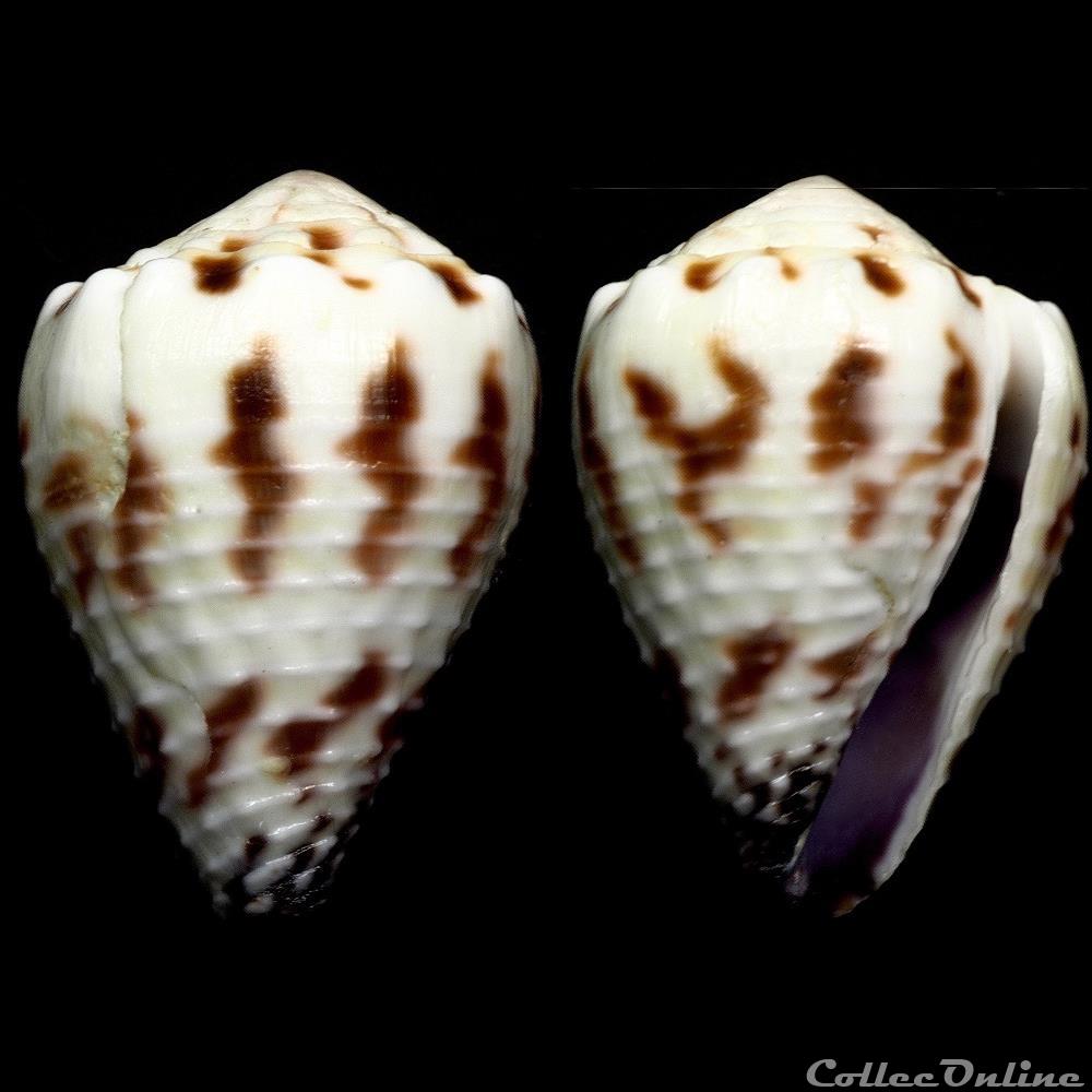 Harmoniconus sponsalis (Hwass in Bruguière, 1792) coquillage fossile gastropodum harmoniconus sponsalis hwass in bruguiere 1792