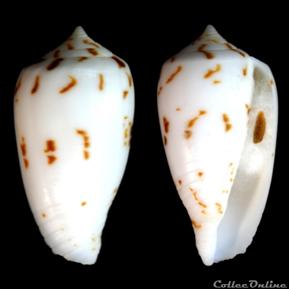 Phasmoconus (Phasmoconus) balabacensis (Filmer,2012) coquillage fossile gastropodum phasmoconus phasmoconus balabacensis filmer 2012