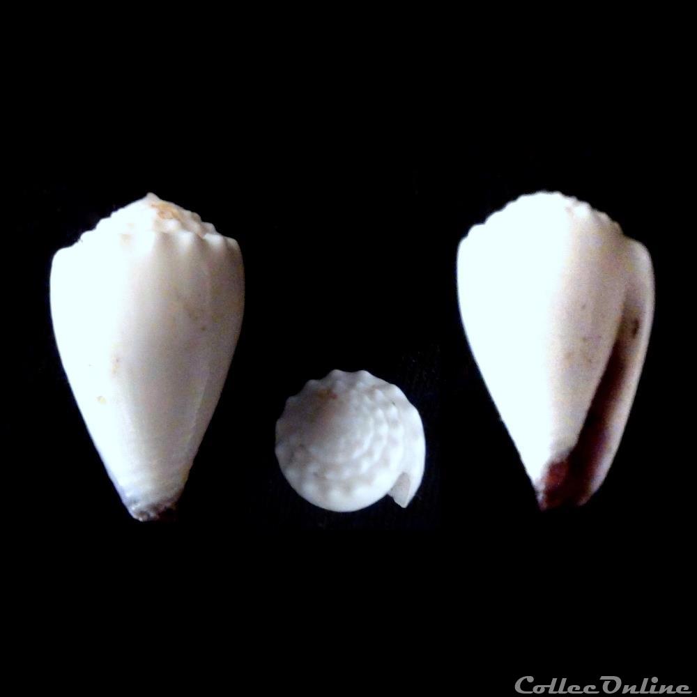 Harmoniconus nanus (Sowerby I & II, 1833) coquillage fossile gastropodum harmoniconus nanus sowerby i ii 1833