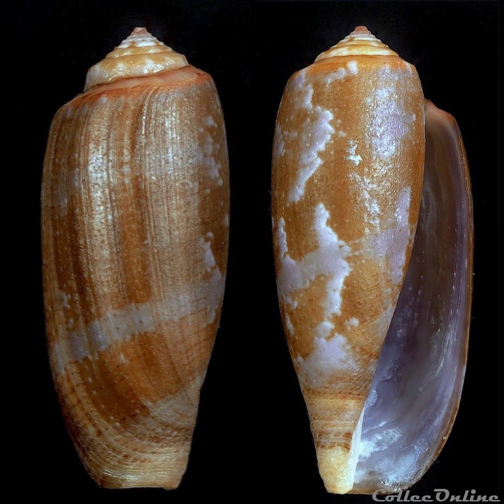 coquillage fossile gastropodum gastridium obscurum sowerby i ii 1833