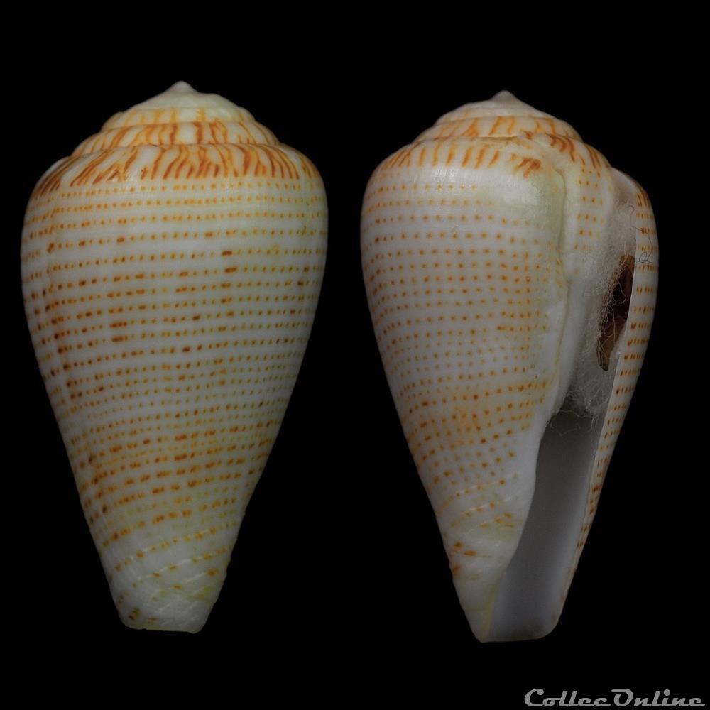 Lautoconus (Varioconus) micropunctatus (Rolán & Röckel, 2000) coquillage fossile gastropodum lautoconus varioconus micropunctatus rolan rockel 2000