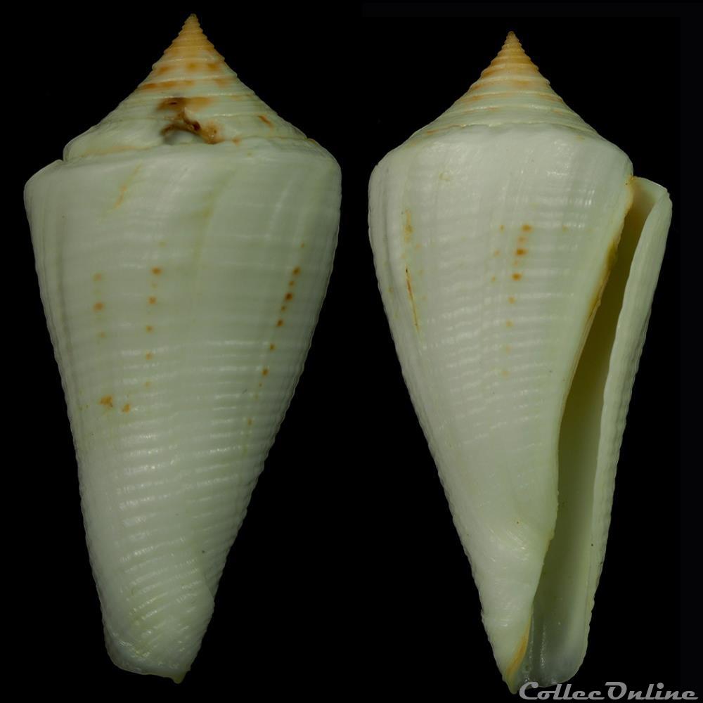 Dauciconus (Dauciconus) finkli (Hwass in Bruguière, 1792) coquillage fossile gastropodum dauciconus dauciconus finkli hwass in bruguiere 1792