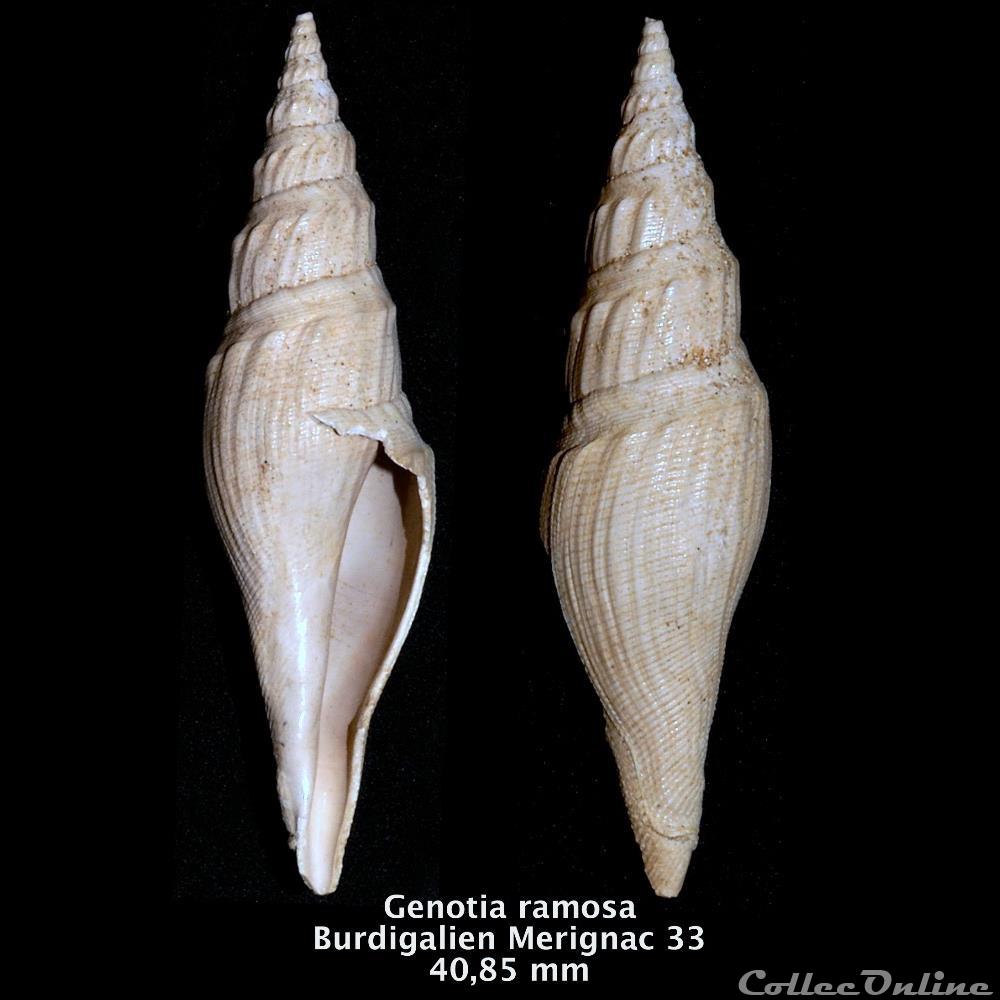 Genotica ramosa coquillage fossile invertebre genotica ramosa